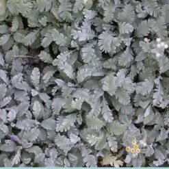Partridge Feather (Tanacetum) -Plant Finder Shop tanacetum densum foliage