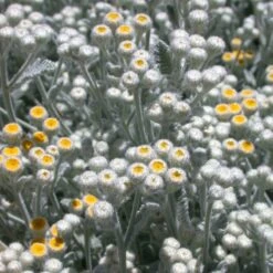 Partridge Feather (Tanacetum) -Plant Finder Shop tanacetum densum santa fe nm