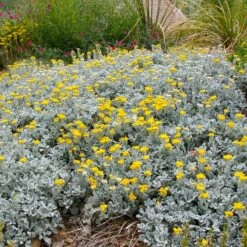 Partridge Feather (Tanacetum) -Plant Finder Shop tanacetum densum ssp plant select cropped