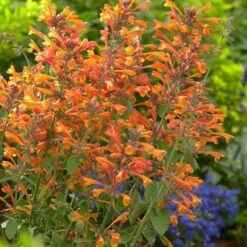 Plant Finder Shop -Plant Finder Shop tango agastache 1