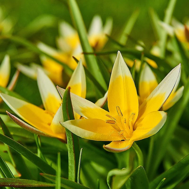 Tarda Wildflower Tulip 4 Tarda Wildflower Tulip - Image 2