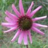 Tennessee Echinacea 2 Tennessee Echinacea -Plant Finder Shop tennessee coneflower 1