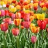Tequila Sunrise Darwin Tulip Mix -Plant Finder Shop tequila sunrise mix 1