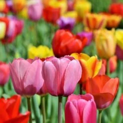 Classic Container Bulb Collection -Plant Finder Shop tequila sunrise tulip mix sq