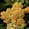 Terracotta Yarrow 2 Terracotta Yarrow -Plant Finder Shop terracotta yarrow 1