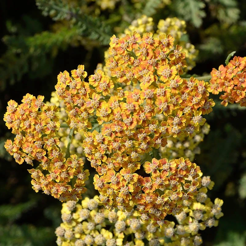 Terracotta Yarrow 3 Terracotta Yarrow