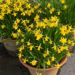 Tete-a-Tete Miniature Daffodil -Plant Finder Shop tete a tete daffodil containers 1