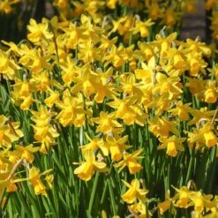 Soft Colors Garden Bulb Collection -Plant Finder Shop tete a tete daffodil cropped