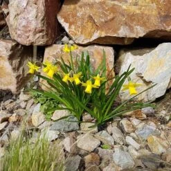 Rock Garden Bulb Collection -Plant Finder Shop tete a tete daffodil rocky 1 1