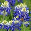 Texas Bluebonnet Seeds