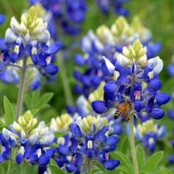Texas Bluebonnet Seeds