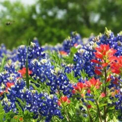 Texas Bluebonnet Seeds -Plant Finder Shop texas bluebonnet 3