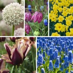 The Sky's The Limit Bulb Collection -Plant Finder Shop the sky s the limit bulb collection collage
