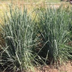 Thin Man Golden Prairie Grass 12 Thin Man Golden Prairie Grass -Plant Finder Shop thin man golden prairie grass