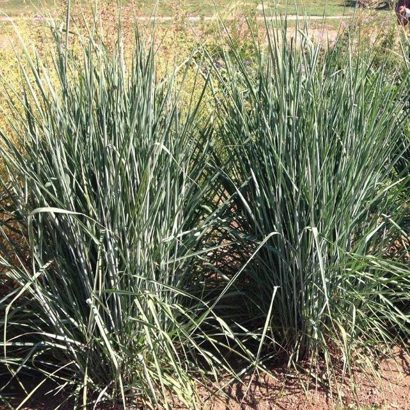 Thin Man Golden Prairie Grass 7 Thin Man Golden Prairie Grass - Image 5