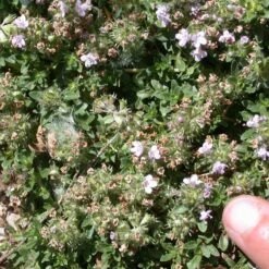 Reiter Creeping Thyme -Plant Finder Shop thymus reiter foliage flowers