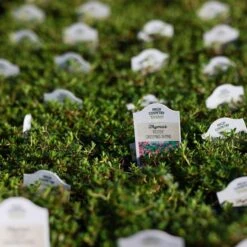 Reiter Creeping Thyme -Plant Finder Shop thymus reiter greenhouse