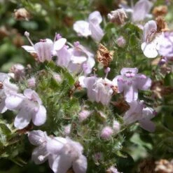 Plant Finder Shop -Plant Finder Shop thymus reiter pinkflowers