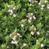 Fredo Garden Thyme -Plant Finder Shop thymus vulgaris fredo