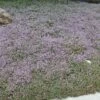 Reiter Creeping Thyme