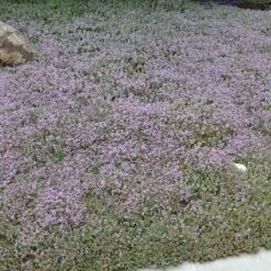 Reiter Creeping Thyme