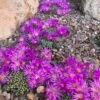 Tufted Ice Plant -Plant Finder Shop tufted ice plant 1