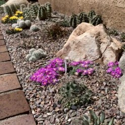 Tufted Ice Plant 9 Tufted Ice Plant -Plant Finder Shop tufted ice plant 3