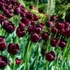 Queen Of The Night Single Late Tulip -Plant Finder Shop tulip queen of the night cropped 1