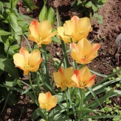 Magic Carpet Bulb Collection -Plant Finder Shop tulipa batalinii bronze charm sq
