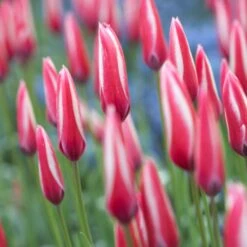 Peppermint Stick Tulip -Plant Finder Shop tulipa clusiana peppermint stick closed both