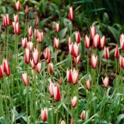 Waterwise Walkway Bulb Collection -Plant Finder Shop tulipa clusiana peppermint stick garden