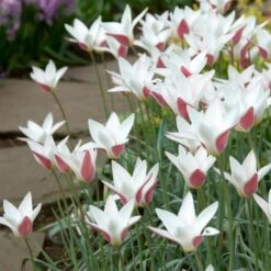 Peppermint Stick Tulip -Plant Finder Shop tulipa clusiana peppermint stick open