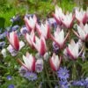 Peppermint Stick Tulip -Plant Finder Shop tulipa clusiana peppermint stick with blue anemone