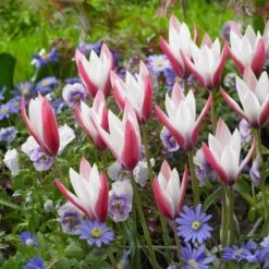 Multiplying Mini Tulip Bulb Collection -Plant Finder Shop tulipa clusiana peppermint stick with blue anemone 3