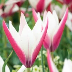 Peppermint Stick Tulip -Plant Finder Shop tulipa clusiana peppermint stickred white both collection 1