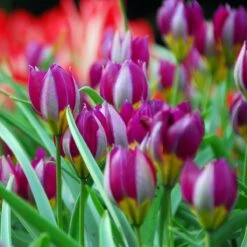 Jumbo Waterwise Garden Bulb Collection -Plant Finder Shop tulipa persian pearl wild tulip ibulb35703 sq