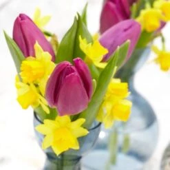 Purple Prince Single Early Tulip -Plant Finder Shop tulipa purple prince daffodils vase visi96612 2