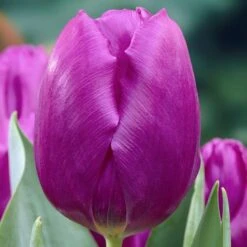Purple Prince Single Early Tulip -Plant Finder Shop tulipa purple prince elbo09868