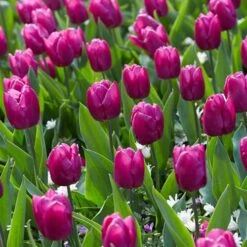 Purple Prince Single Early Tulip -Plant Finder Shop tulipa purple prince jope06299
