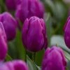 Purple Prince Single Early Tulip -Plant Finder Shop tulipa purple prince visi111672 1