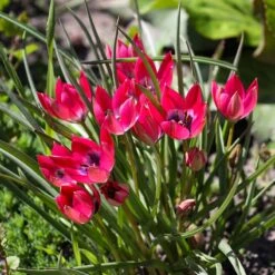 Little Beauty Wildflower Tulip 8 Little Beauty Wildflower Tulip -Plant Finder Shop tulipa humilis little beauty