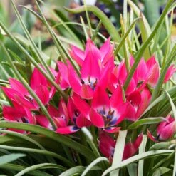 Little Beauty Wildflower Tulip 9 Little Beauty Wildflower Tulip -Plant Finder Shop tulipa humilis little beauty 2