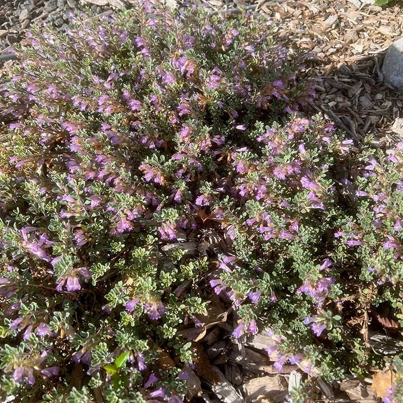 Tushar Bluemat Penstemon 4 Tushar Bluemat Penstemon - Image 2