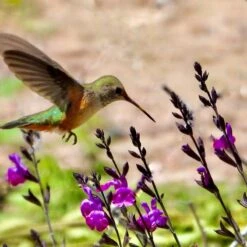 Plant Finder Shop -Plant Finder Shop ultra violet salvia 1