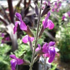Ultra Violet Salvia -Plant Finder Shop ultra violet salvia 2
