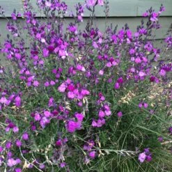 Ultra Violet Salvia -Plant Finder Shop ultra violet salvia 4