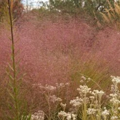 Watershed Wise Pre-Planned Garden -Plant Finder Shop undaunted red muhly grass cropped