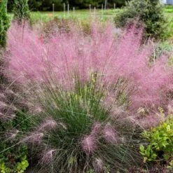 Rock Garden Collection 13 Rock Garden Collection -Plant Finder Shop undaunted ruby muhly grass credit walters gardens