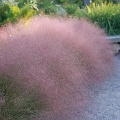 Soft Colors Inferno Strip Grass Collection -Plant Finder Shop undaunted ruby muhly grass sq