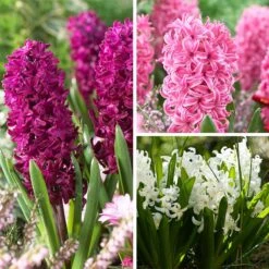 Classic Container Bulb Collection -Plant Finder Shop valentine hyacinth mix 0 1